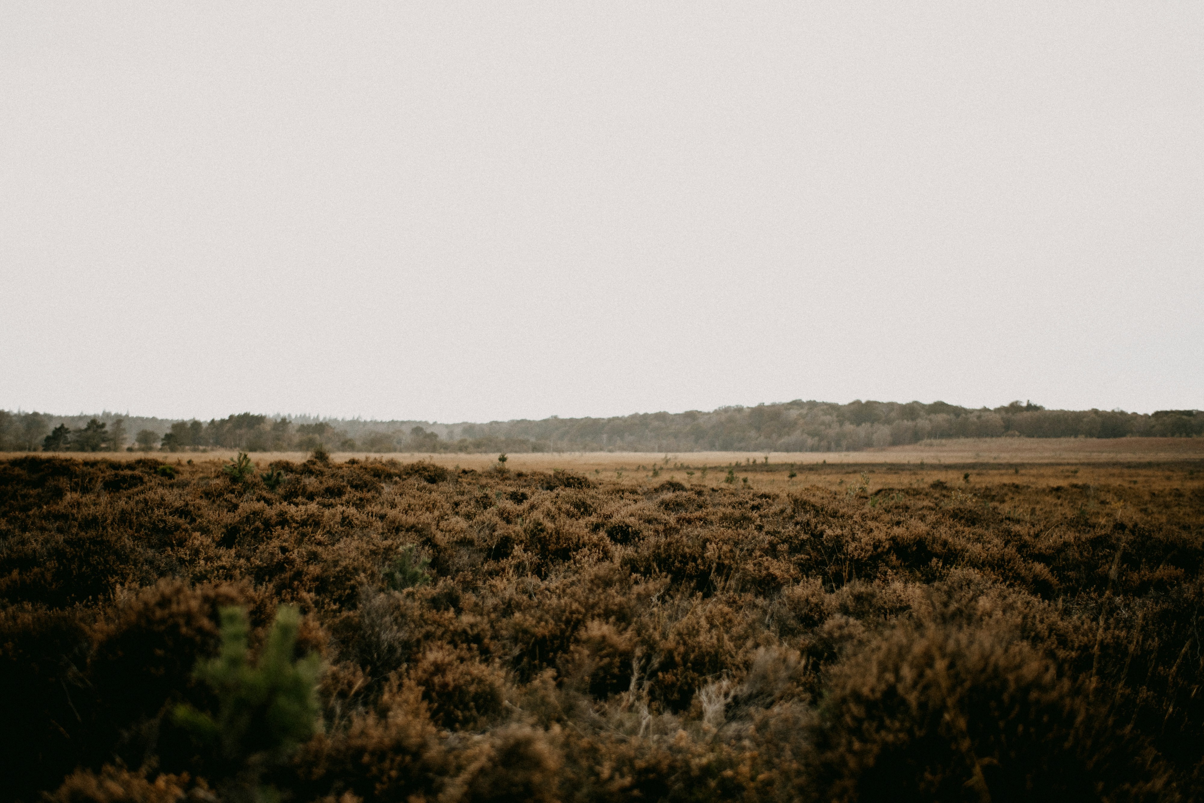 Photo by anniespratt