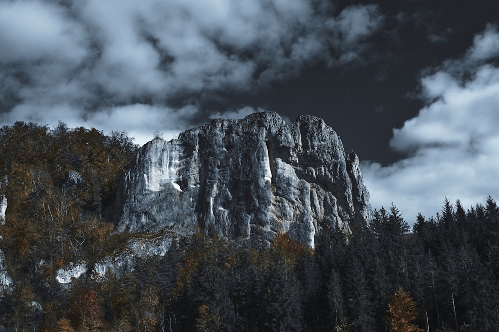 a tree with a mountain in the background