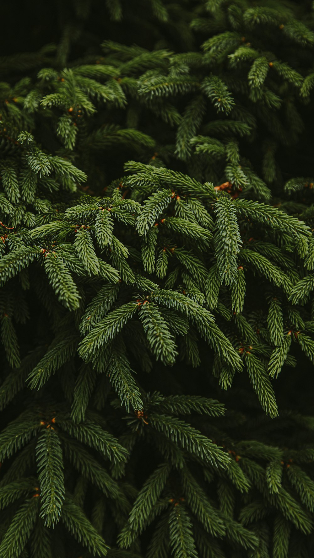 a close up of a pine tree branch