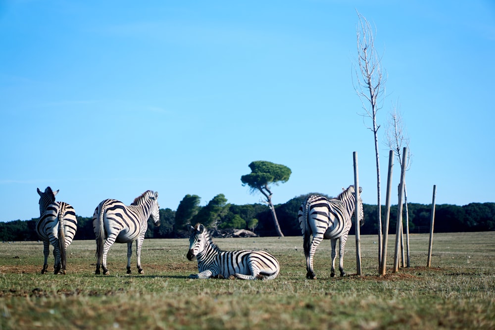 Un gruppo di zebre in piedi e sedute in un campo