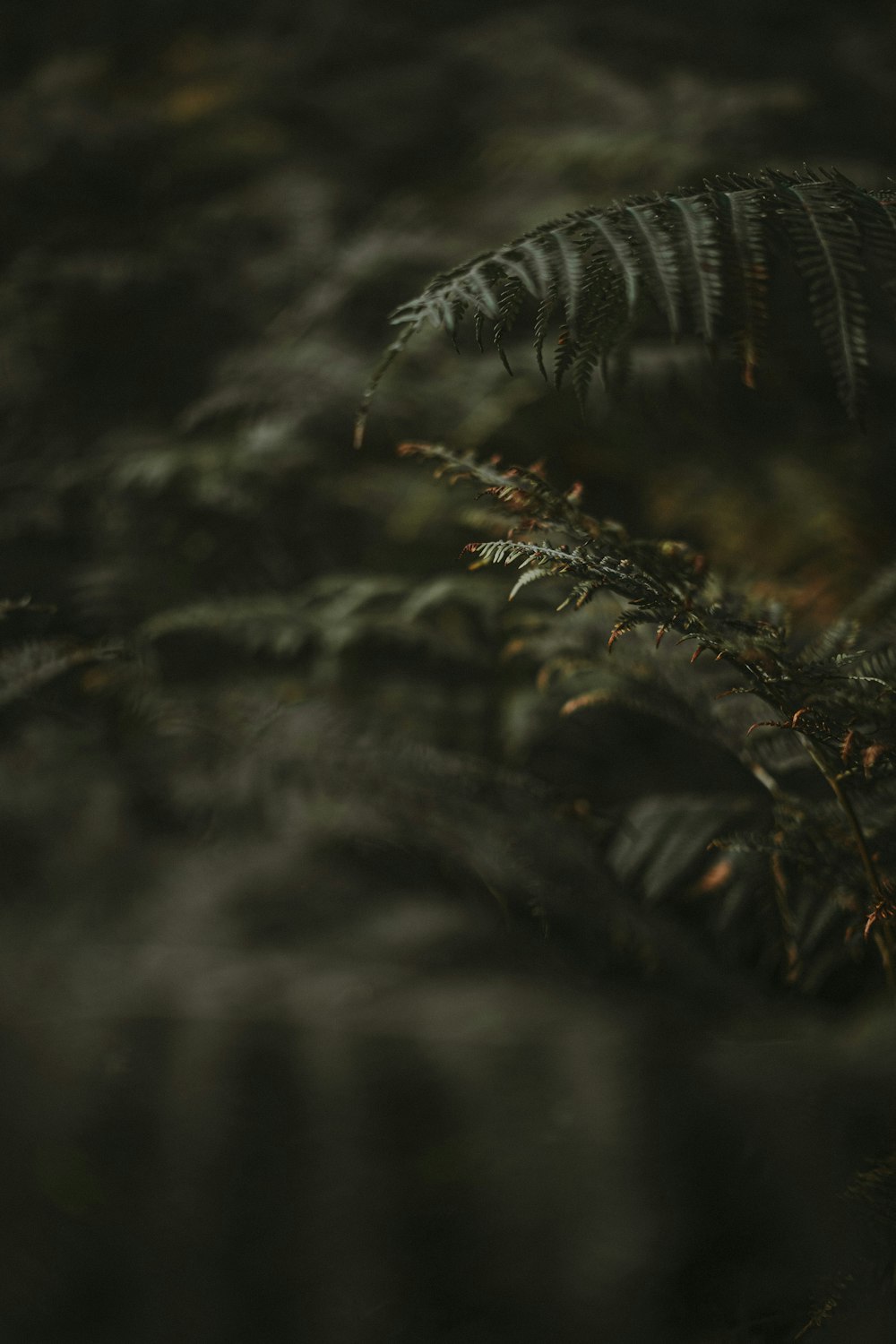 a black and white photo of a fern