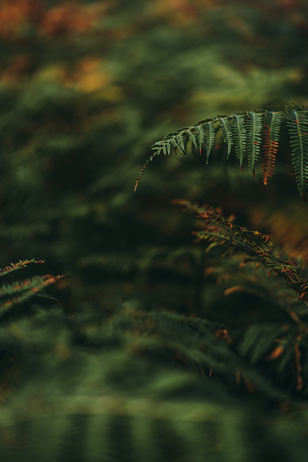 a close up of a plant with a blurry background