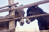 Two micro mini donkeys nuzzling each other in the farmyard.
