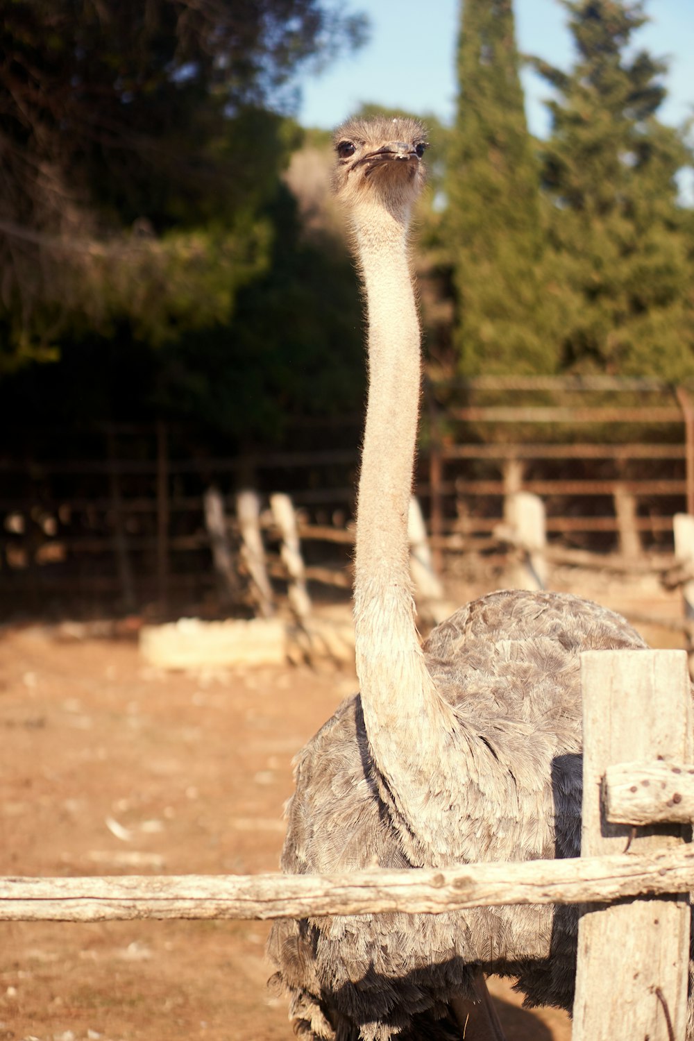 an ostrich standing next to a wooden fence