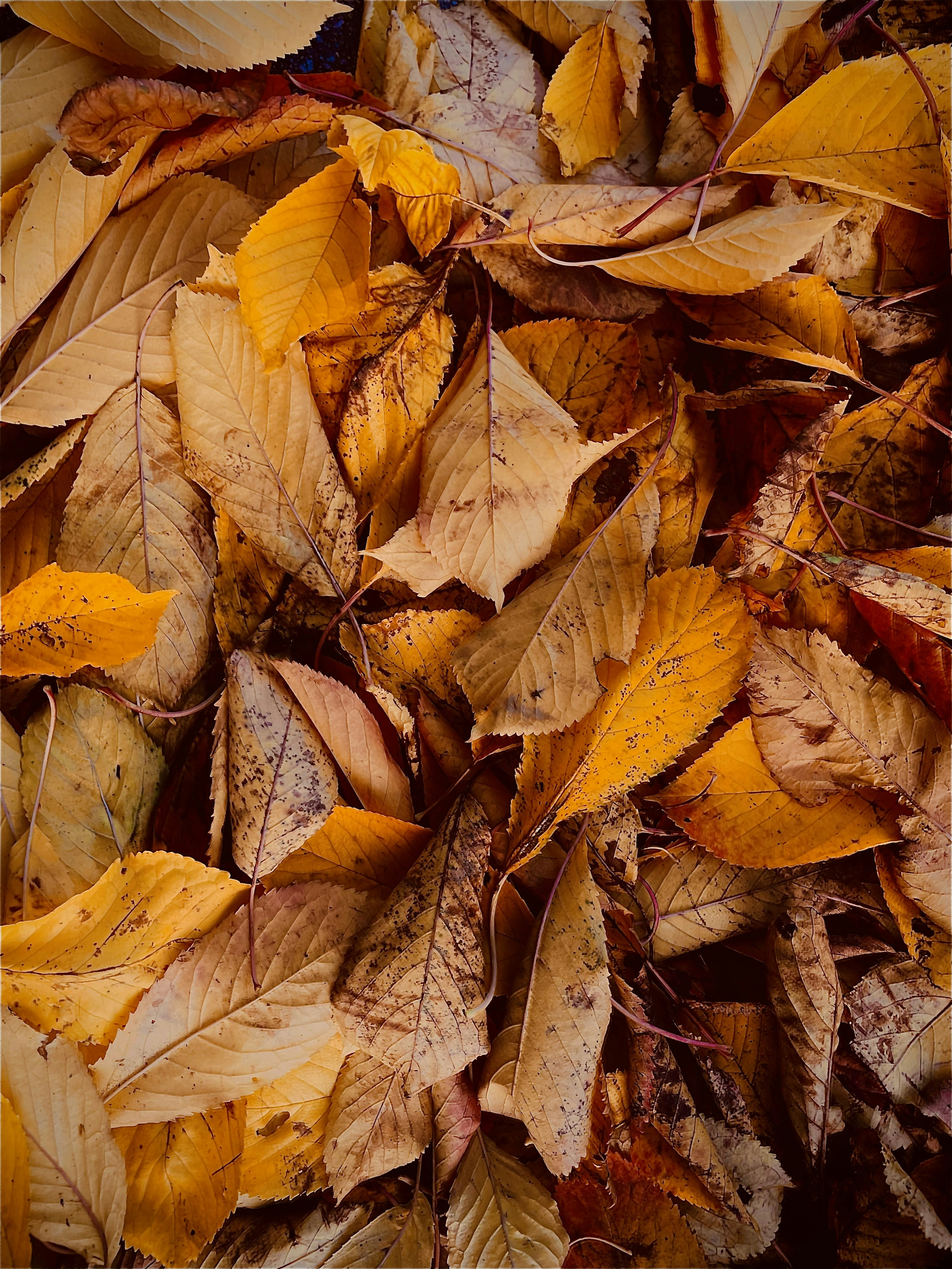 ein Bündel Blätter, die auf dem Boden liegen
