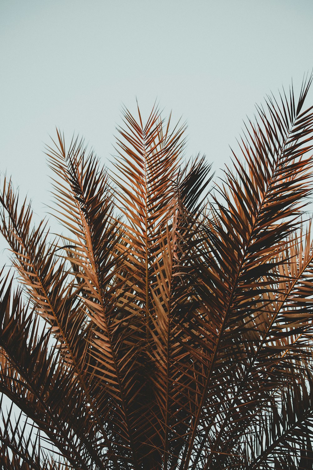 un palmier