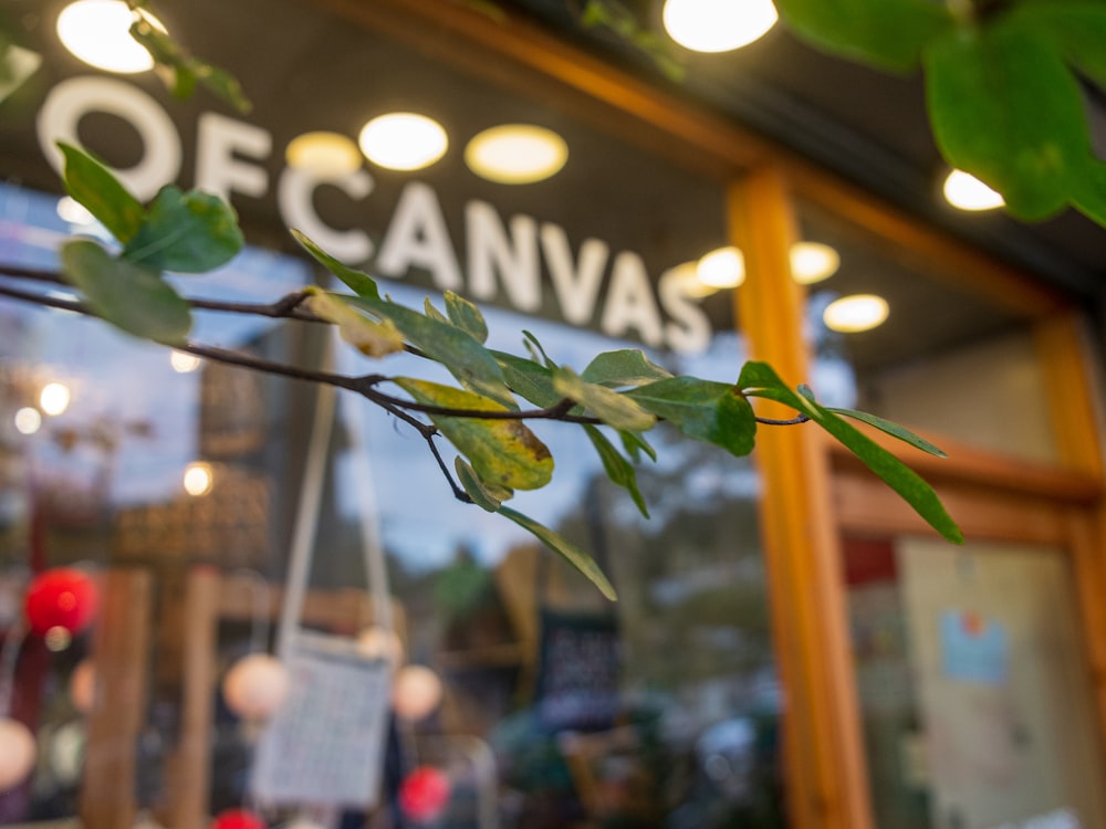 a branch of a tree in front of a store