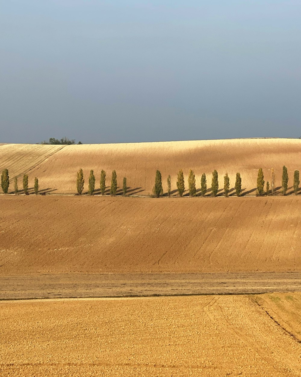 a row of trees in the middle of a field
