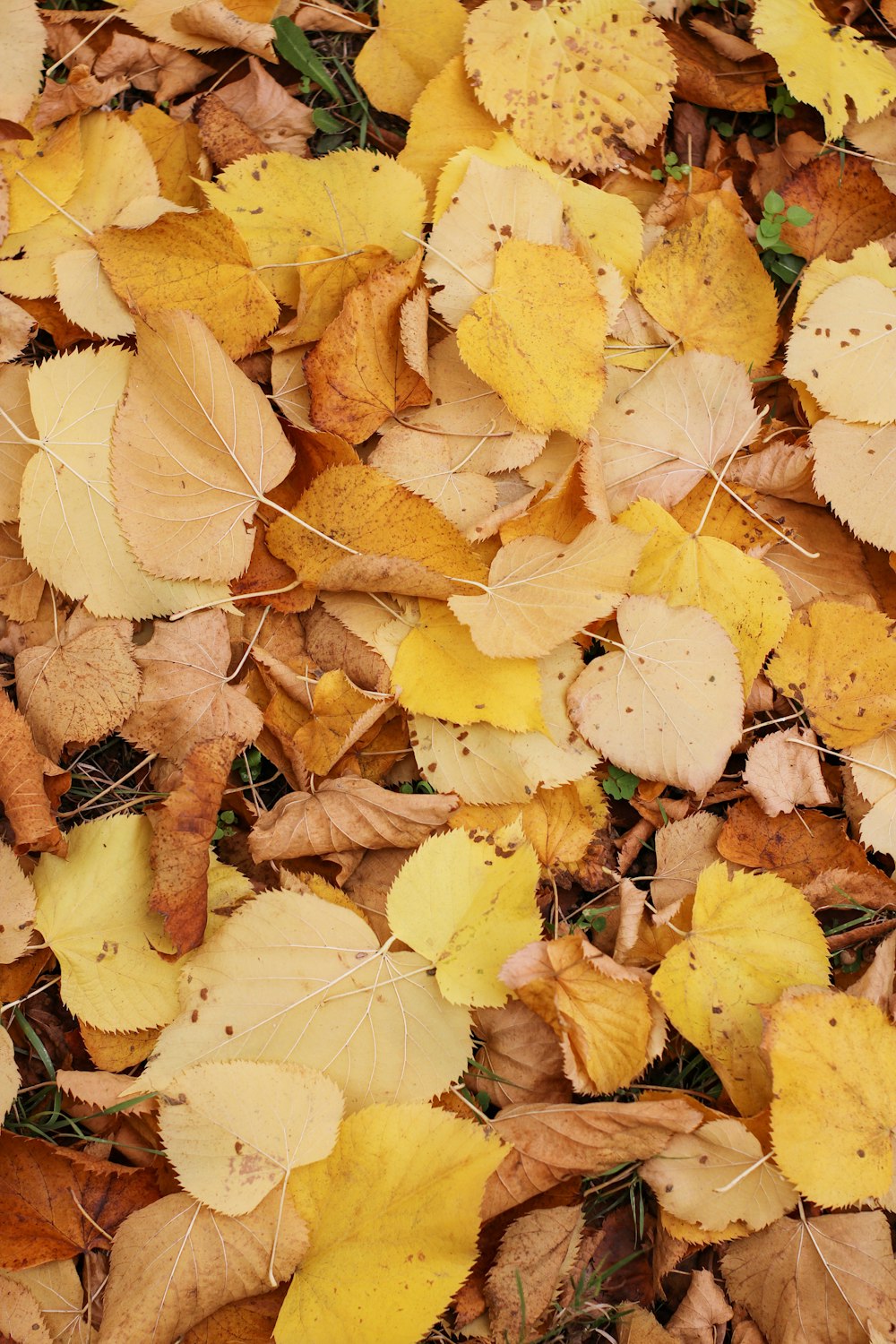 a bunch of leaves that are laying on the ground