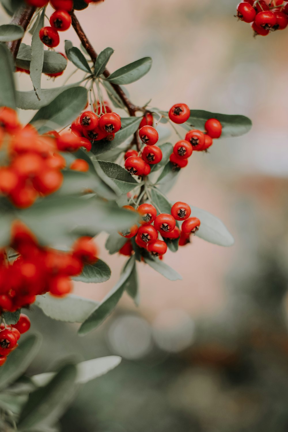 a bunch of red berries hanging from a tree