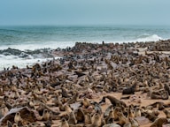 a large group of sea lions laying on the beach