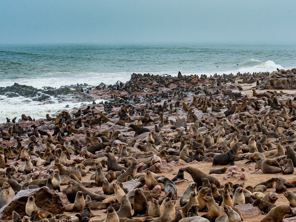 a large group of sea lions laying on the beach