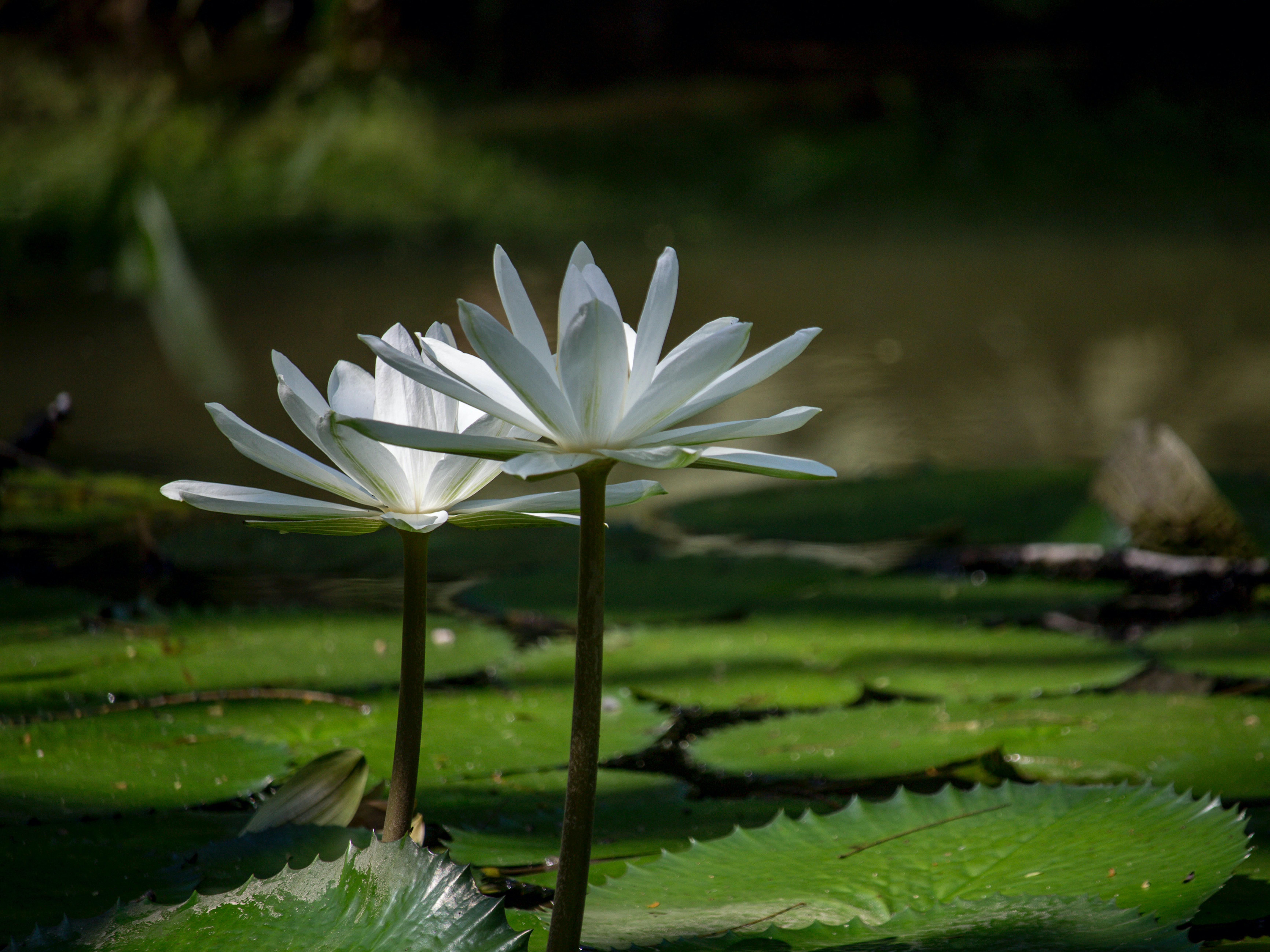 Photo by raymondo600