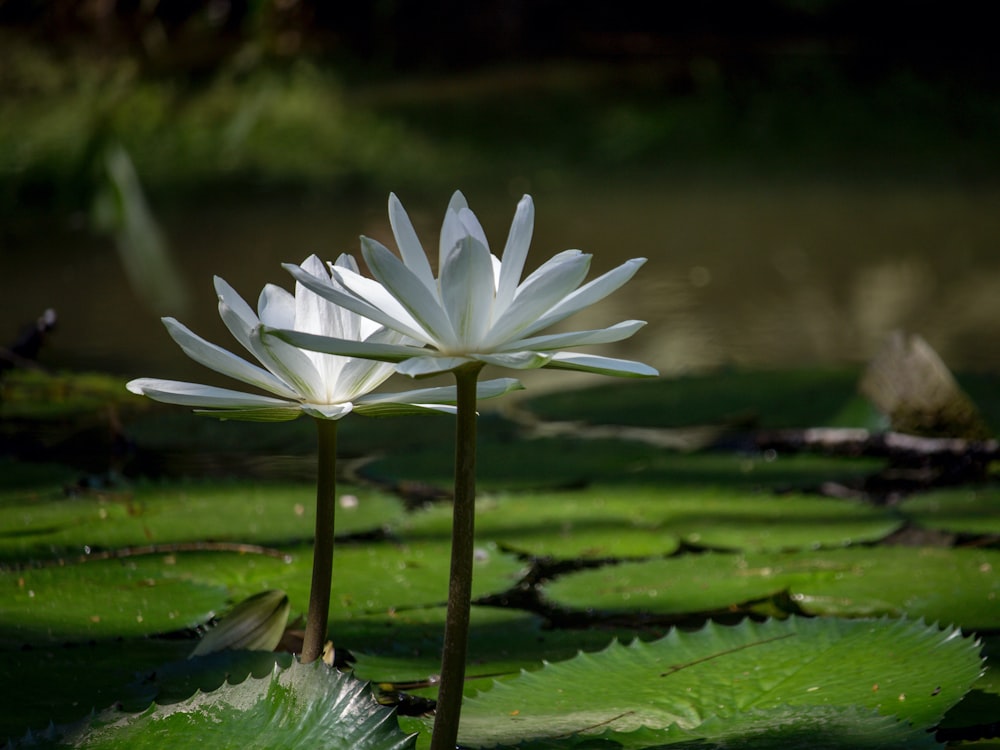 a large white flower sitting on top of a lush green field