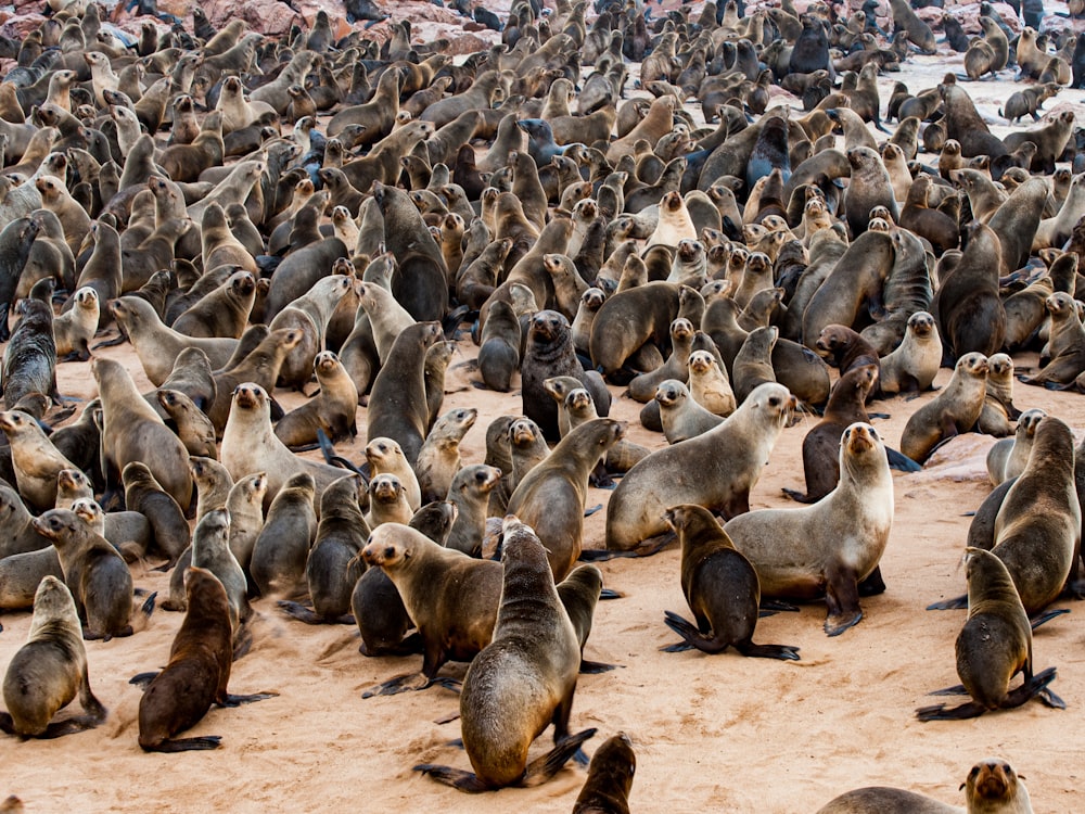 a large group of sea lions on a beach