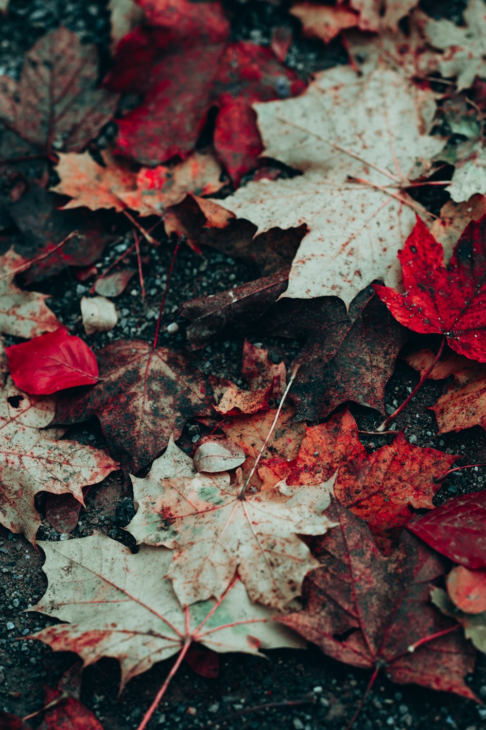 a bunch of leaves that are laying on the ground