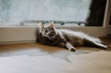 A fluffy gray cat lounging lazily on a cozy windowsill bathed in sunlight.