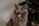 A fluffy gray cat with its eyes closed and mouth wide open, possibly yawning. The background is blurred with hints of dark green and earthy tones.