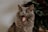 A fluffy gray cat with its eyes closed and mouth wide open, possibly yawning. The background is blurred with hints of dark green and earthy tones.