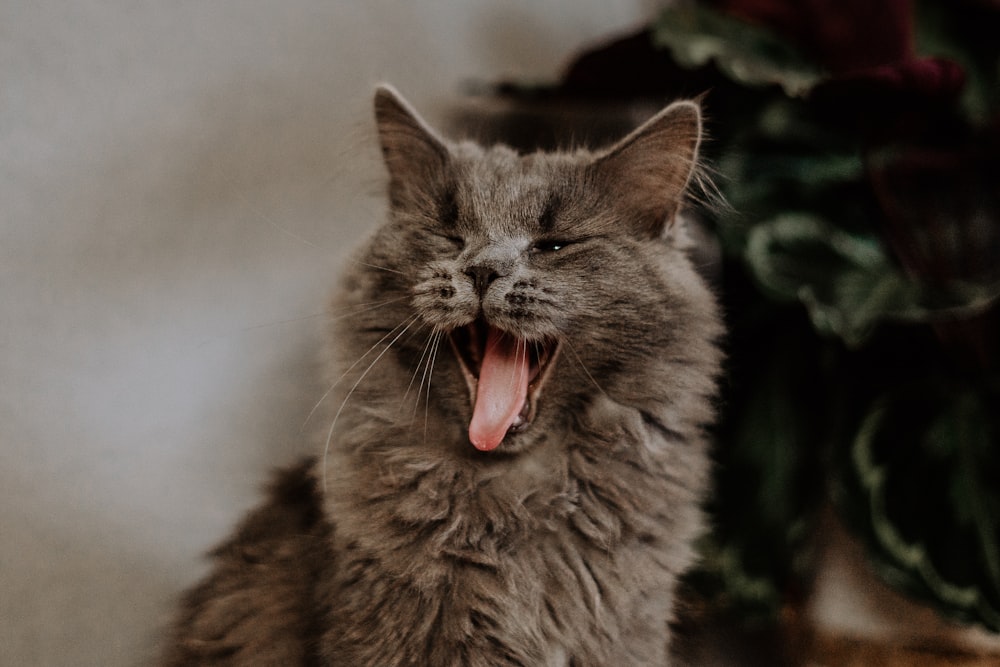 a cat yawns while sitting on the floor