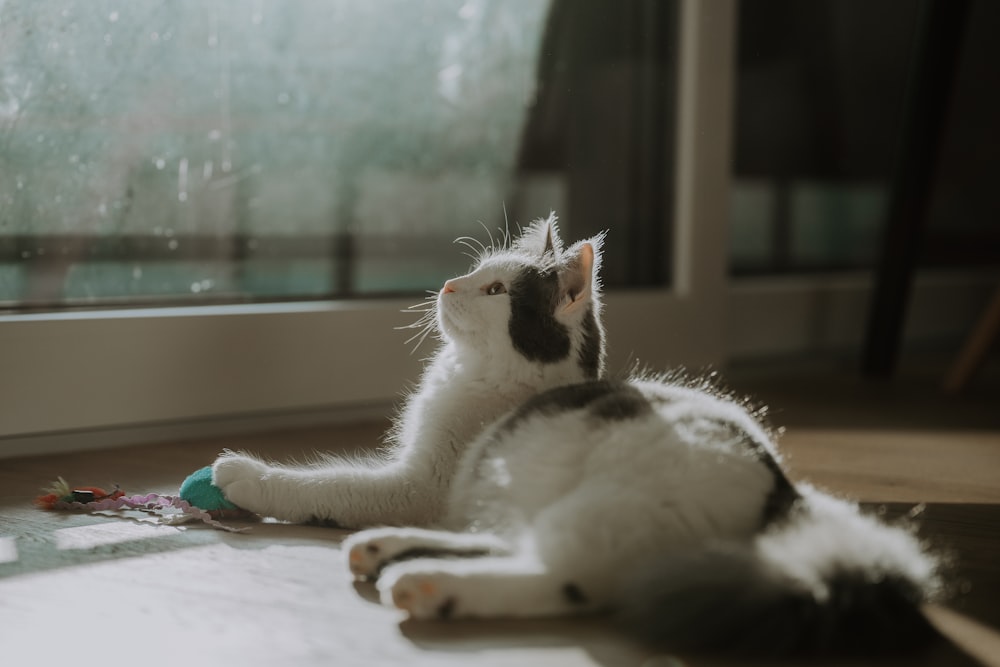 a black and white cat playing with a toy