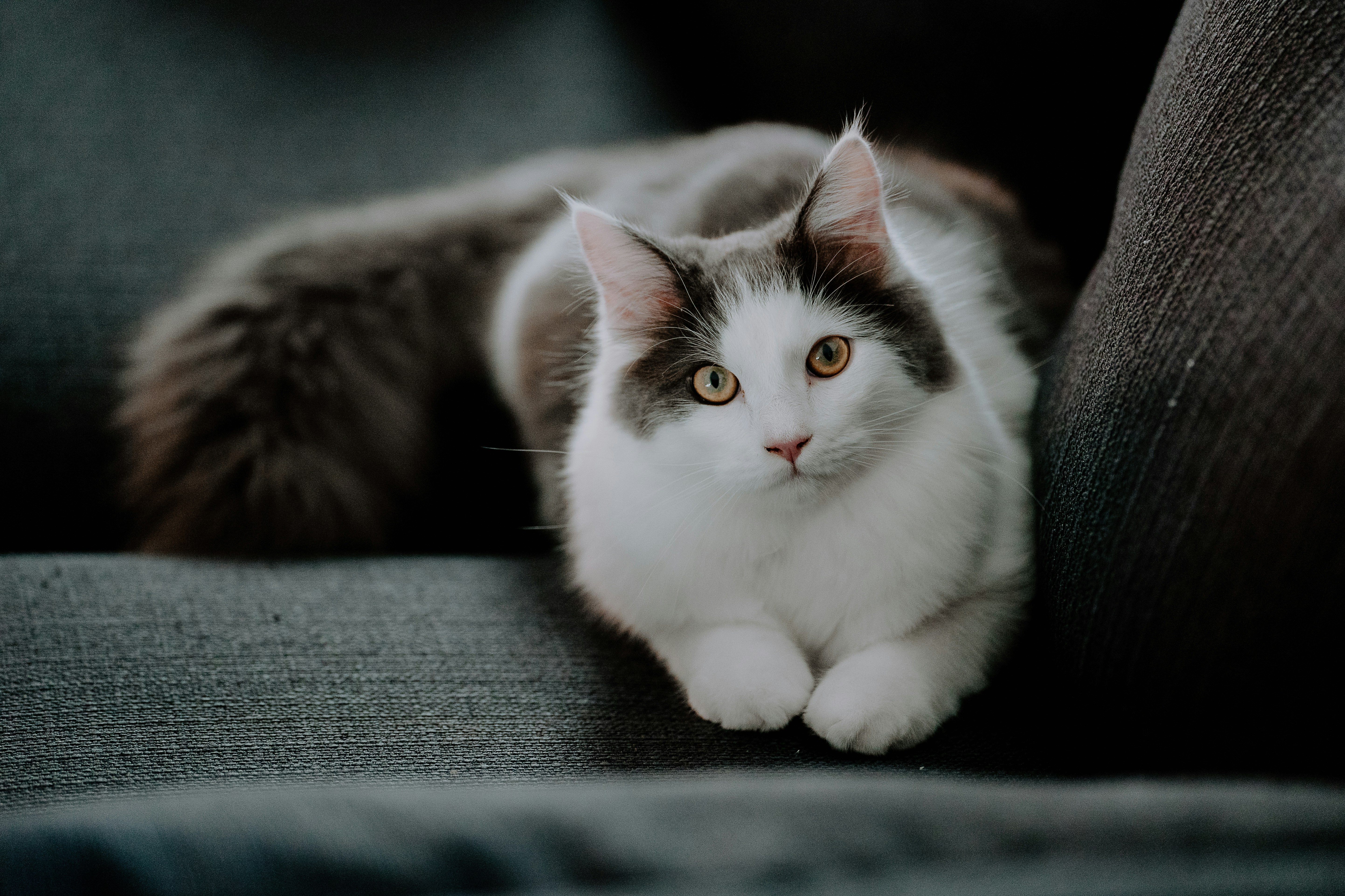 Close-up of healthy cat's face showing eyes and whiskers