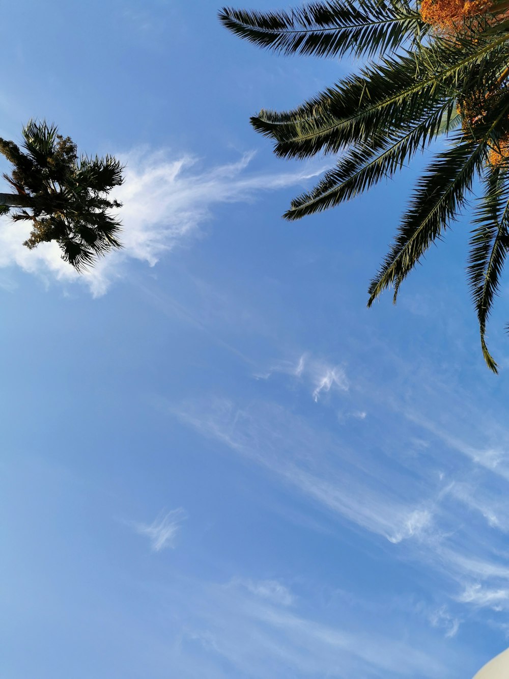 two palm trees against a blue sky with wispy clouds