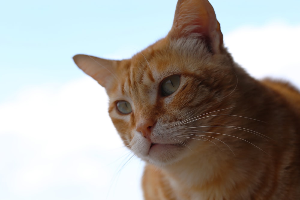 a close up of a cat with a sky background