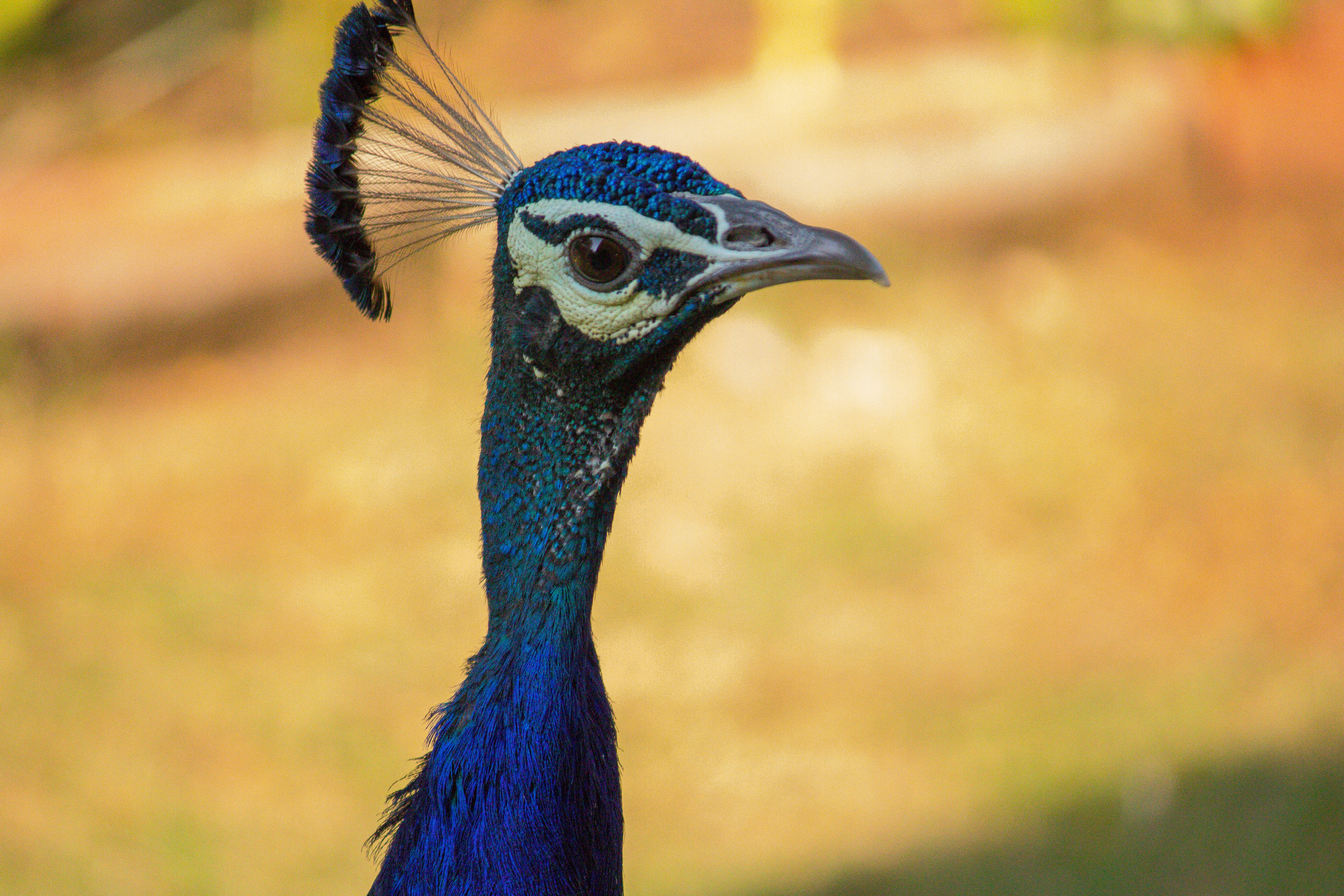 Photo by advait_parikh0309