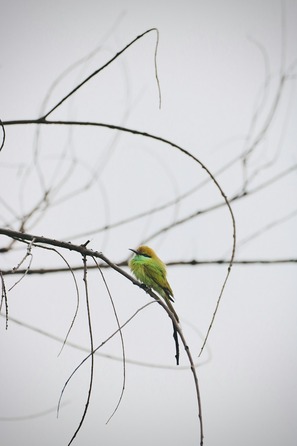 a small green bird perched on a branch