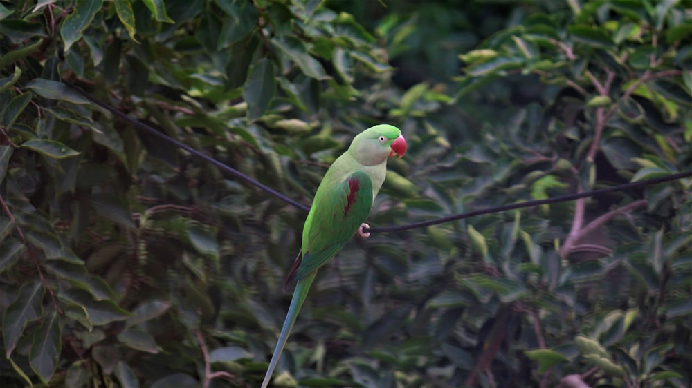 a green bird sitting on top of a tree branch