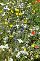A lively meadow dotted with flowers shaped like musical instruments.