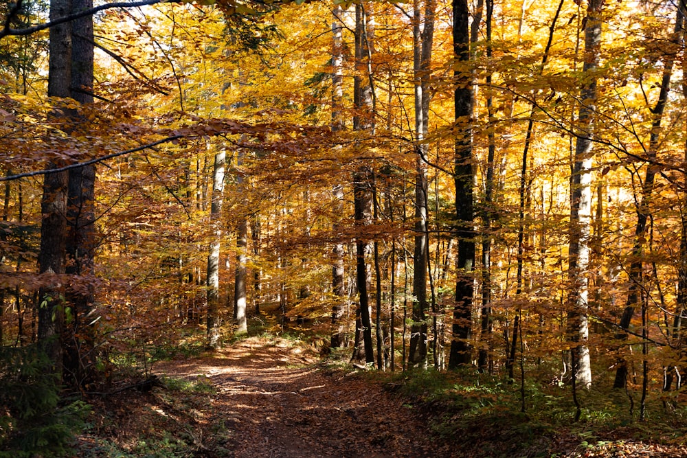 a dirt road in the middle of a forest