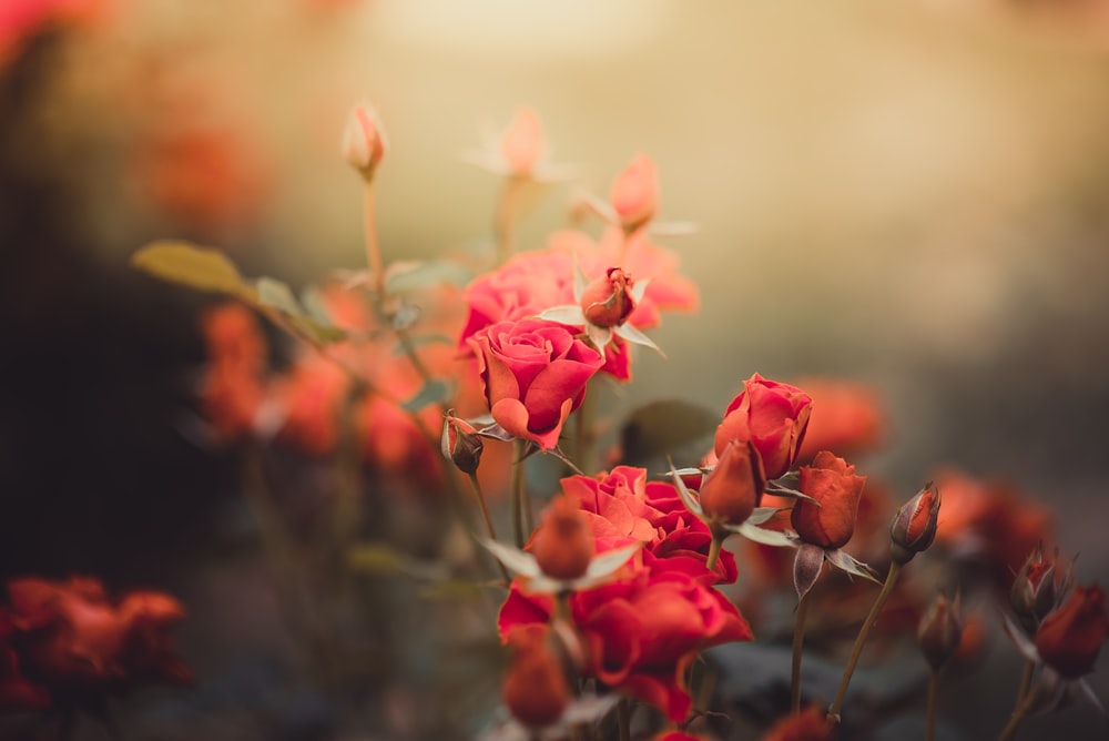 a bunch of red flowers that are in a vase