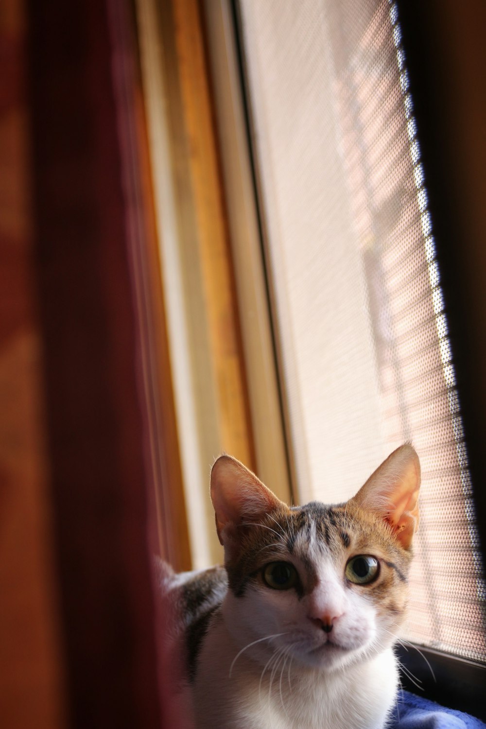 a cat sitting in front of a window