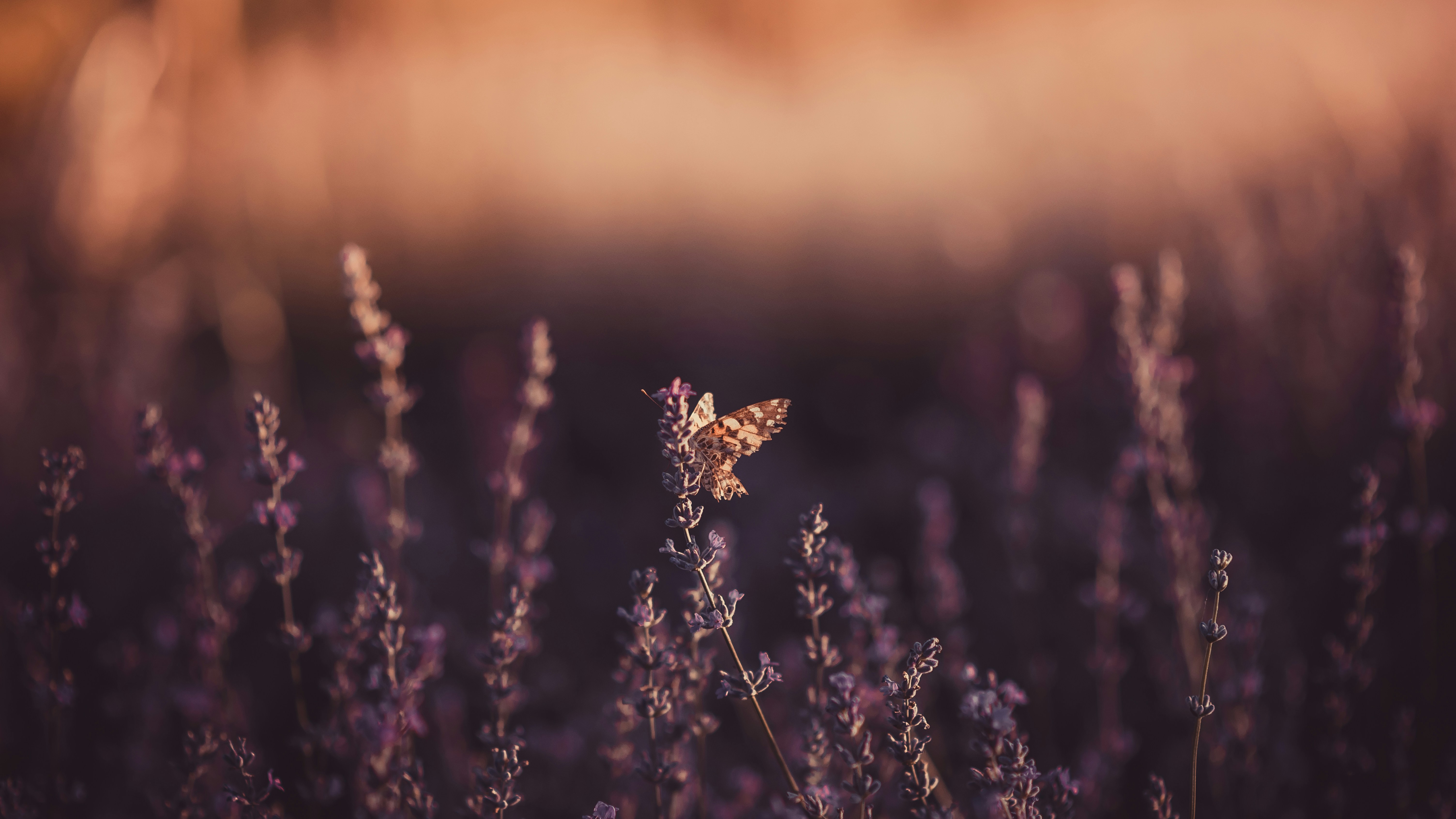 Photo by simiondaniel28