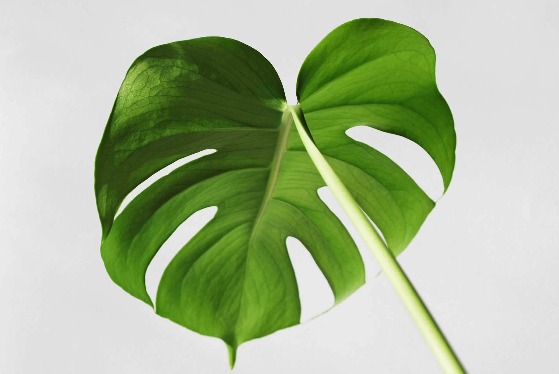a close up of a large green leaf