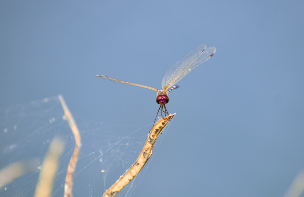 a close up of a dragonfly on a plant