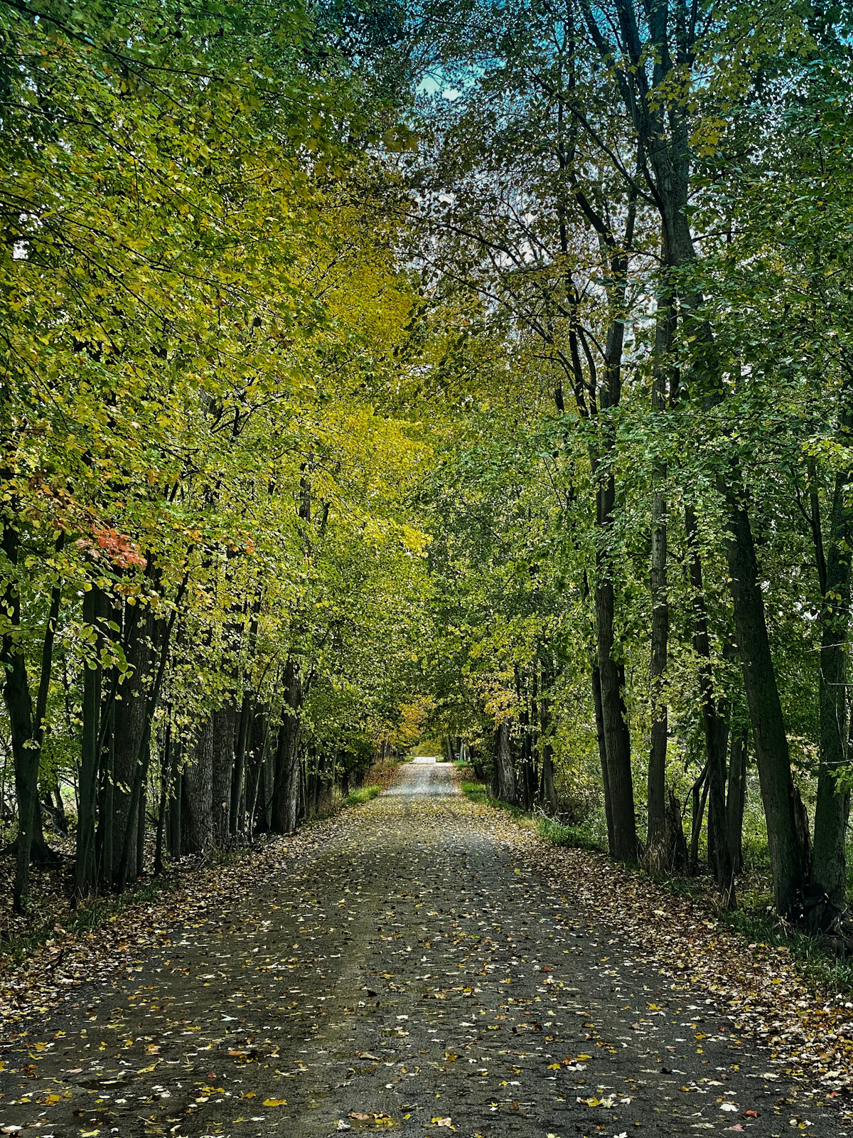 A dirt road through a tunnel of autumn trees in Michigan, covered in fallen leaves
