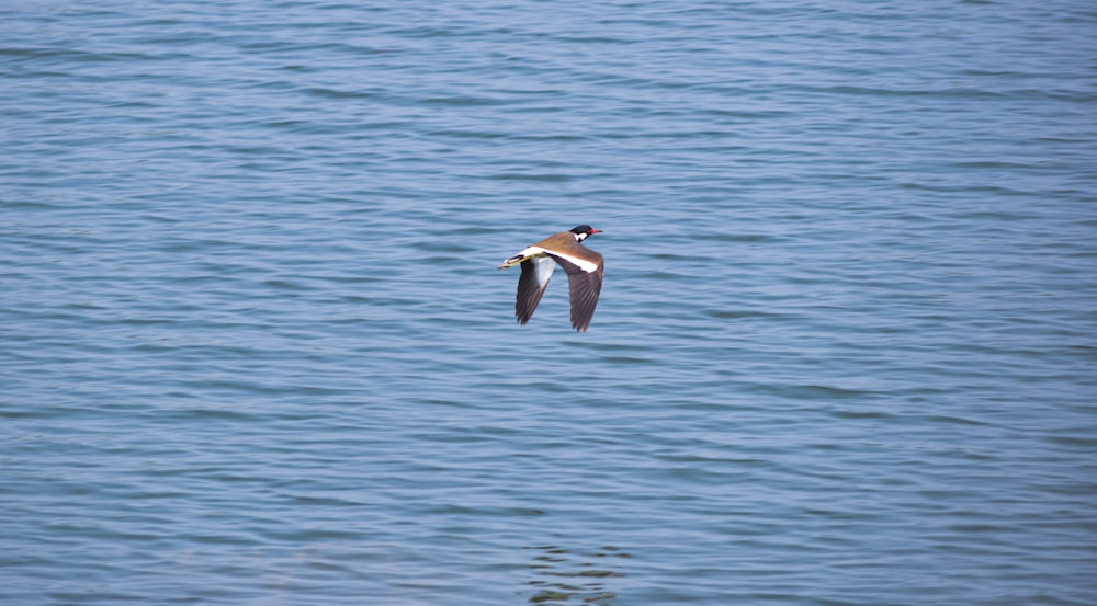 a bird flying over a body of water