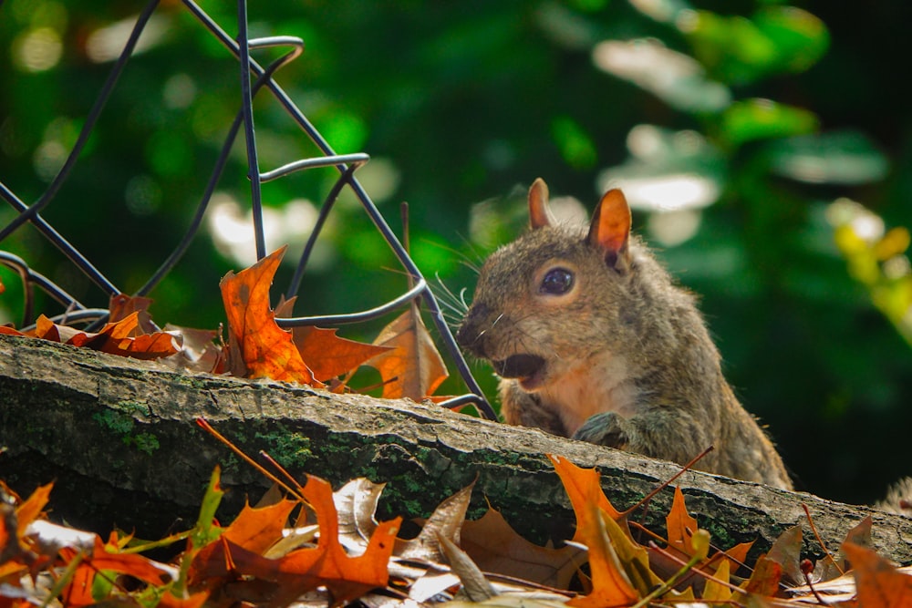 a squirrel sitting on top of a tree branch