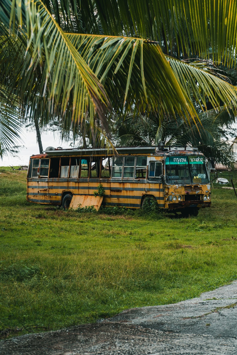 two old school buses parked under a palm tree