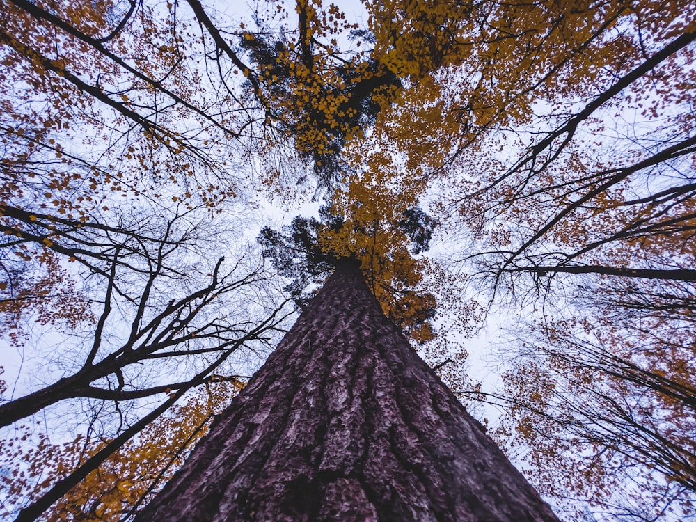 looking up at a tall tree in a forest