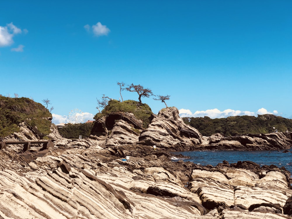 a rocky shore with a lone tree on top of it