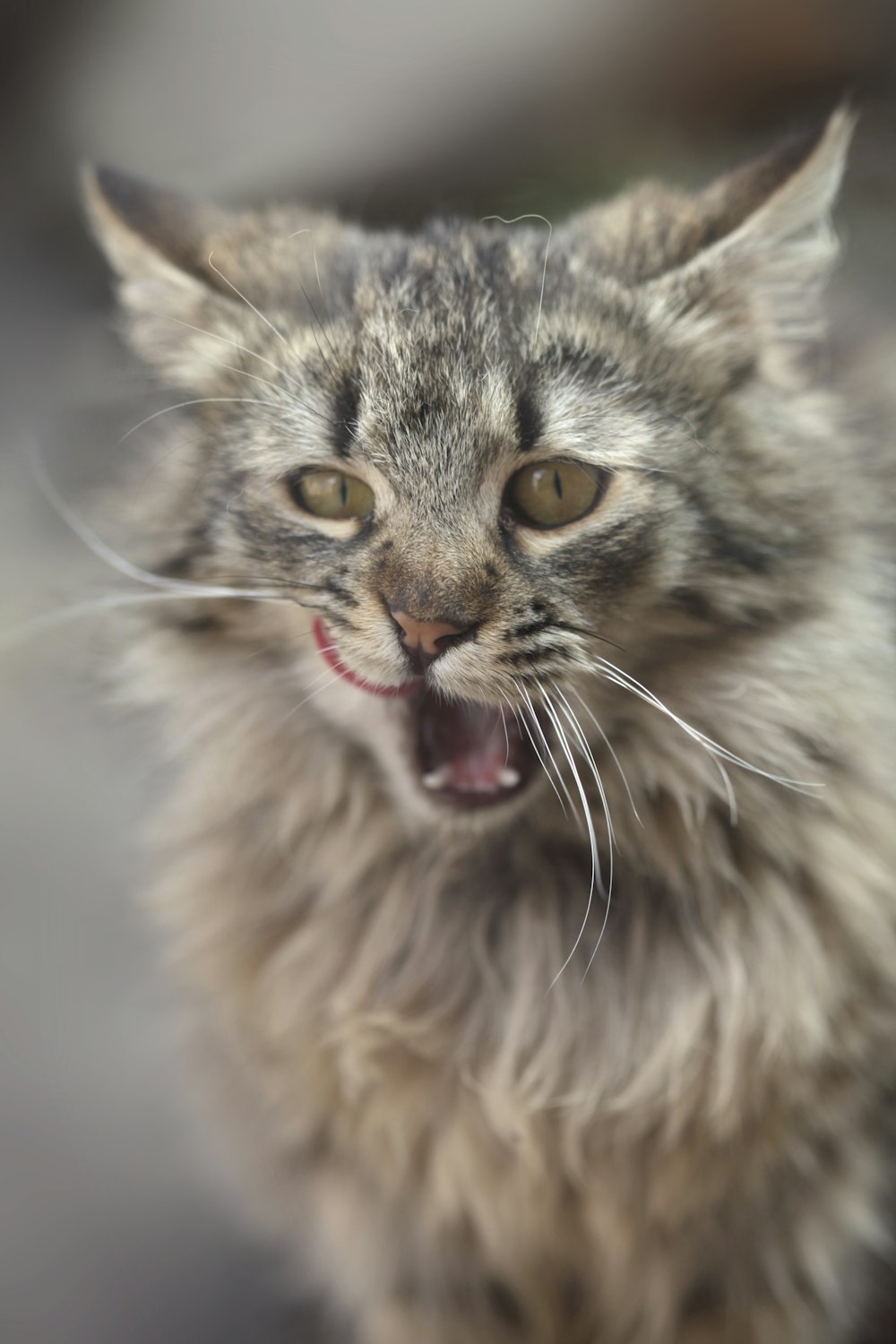 a close up of a cat with it's mouth open