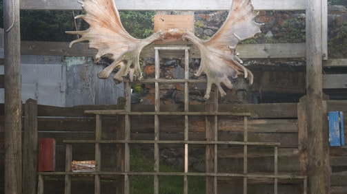 Large antlers are mounted on a wooden structure with a grid pattern, surrounded by a rustic, outdoor setting. There are wooden posts and wire fencing, with a stone wall visible in the background.