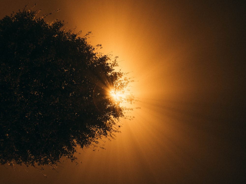 a tree with the sun shining through it