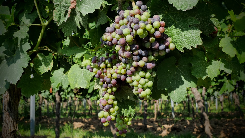 a bunch of grapes hanging from a vine in a vineyard