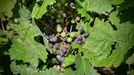 Grapes ripening under the sun in a volcanic region.