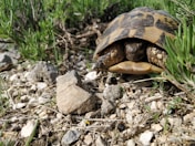 a tortoise crawling on the ground in the grass